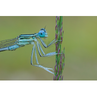 Blaue Federlibelle
(Steffen123) 2 Bilder Stackklein.jpg (Steffen123)