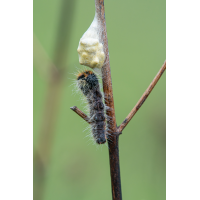 Brackwespen1.jpg (Clouser)