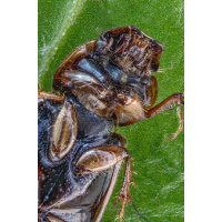 Chilothorax melanostictus 120.jpg (Sasscha)