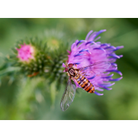 Hainschwebfliege 1.jpg (Il-as)