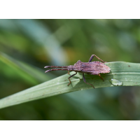 Rotbrauner Stachler.jpg (Il-as)