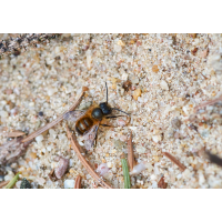 Osmia bicornis.jpg (Il-as)