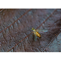 Neurigona quadrifasciata 2.jpg (Il-as)
