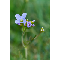 Wiesenschaumkraut.jpg (Il-as)