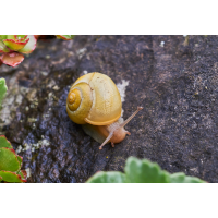 Garten-Bänderschnecke.jpg (Il-as)