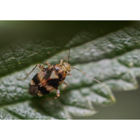 Gepunktete Nesselwanze.jpg (Il-as)