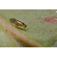 Gelbe Rindenlaus.jpg (Il-as)