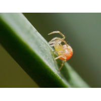 Zwerg-Kugelspinne 1.jpg (Il-as)