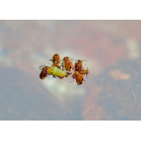 kugelspringer 1.jpg (Il-as)