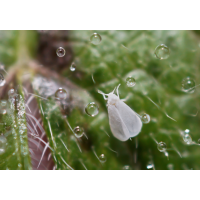 Mottenschildlaus 1.jpg (Il-as)