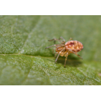 Kräuselspinne 1.jpg (Il-as)