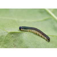 Blattwespen Larve 1.jpg (Il-as)