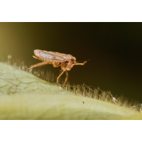 Dickkopfzikade (Anaceratagallia sp.)
(Il-as) Dickkopfzikade.jpg (Il-as)