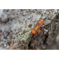 Diebsameise.jpg (Il-as)