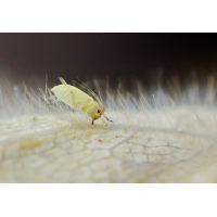 Blattlaus 1.jpg (Il-as)