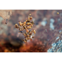 kugelspringerparty.jpg (Il-as)