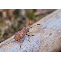 Lederwanze.jpg (Il-as)