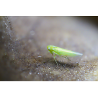 Zwergzikade.jpg (Il-as)