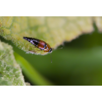 Kurzflügler (Tachyporus sp.)
(Il-as) Kurzflügler 1.jpg (Il-as)
