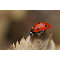 Siebenpunkt Marienkäfer.jpg (Il-as)