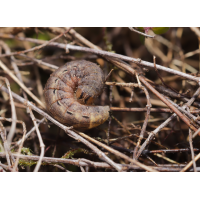 Hausmutter Raupe 1.jpg (Il-as)