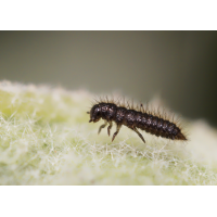 Wollkäfer Larve 1.jpg (Il-as)