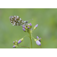 Aurorafalter (Anthocharis cardamines)
(Il-as) Aurorafalter.jpg (Il-as)