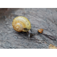 Langsam in Richtung Frühling
(Il-as) Hain-Bänderschnecke.jpg (Il-as)