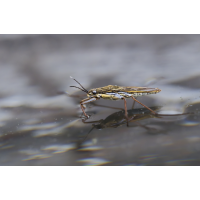Wasserläufer 1.jpg (Il-as)