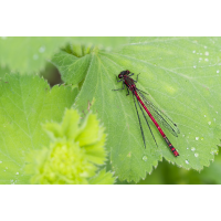 _DSC1764_DxO.jpg (Il-as)