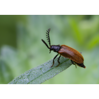 Gelber Schneckenhauskäfer (Drilus flavescens), Männchen
(Il-as) Gelber Schneckenhauskäfer.jpg (Il-as)