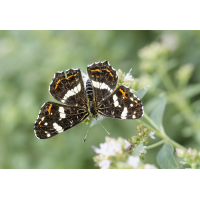 Landkärtchen zu Besuch
(Il-as) Landkärtchen 1.jpg (Il-as)