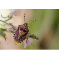 Beerenwanze
(Il-as) Beerenwanze.jpg (Il-as)