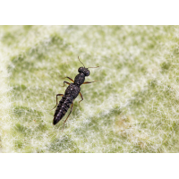 Kurzflügler (Stenus sp.)
(Il-as) Kurzflügler (Stenus sp.).jpg (Il-as)