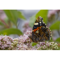 Der Admiral am Wasserdost
(Il-as) Admiral.jpg (Il-as)