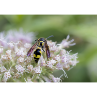 Töpferwespe (Eumenes sp.)
(Il-as) Töpferwespe 1.jpg (Il-as)