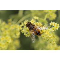 Mistbiene (Eristalis tenax)
(Il-as) Mistbiene.jpg (Il-as)