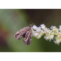 Brennnessel-Spreizflügelfalter (Anthophila fabriciana)
(Il-as) Spreitzflügelfalter 1.jpg (Il-as)