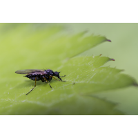 Kleine Tanzfliege (Microphor sp.), Männchen
(Il-as) Kleine Tanzfliege.jpg (Il-as)