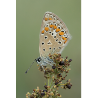 IMG_7969_SHARPEN projectsDENOISE projects.jpg (JürgenH)