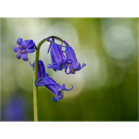 230503_For_92021FS.jpg (cani68)