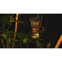 2025-04 Der blutrote Storchschnabel Bild 23 1200 bearbeitet.jpg (Manfred)