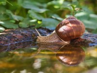Wirbellose Tiere (Invertebrata) in der Makrofotografie ohne Insekten und Spinnentiere